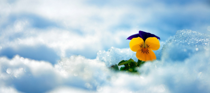 Fondo de pantalla Little Yellow Flower In Snow 720x320