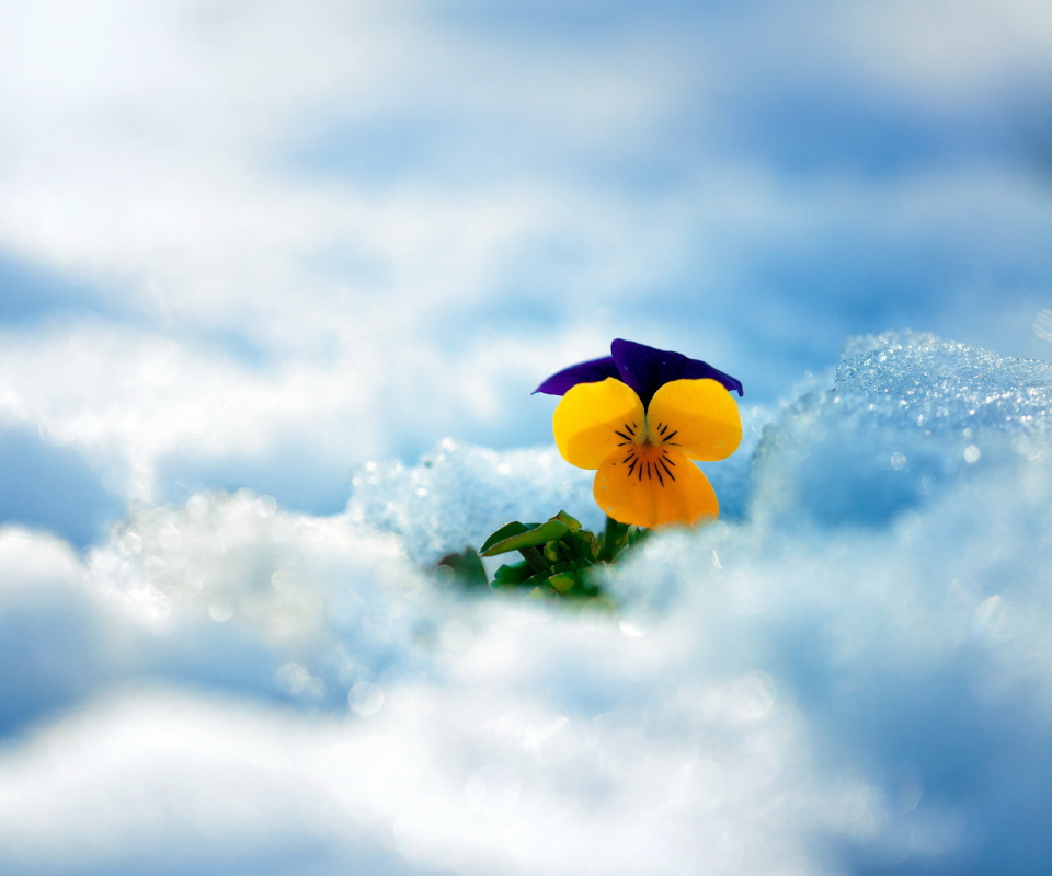 Das Little Yellow Flower In Snow Wallpaper 960x800