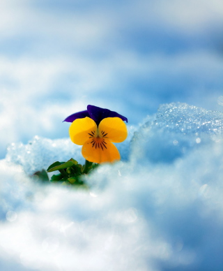 Kostenloses Little Yellow Flower In Snow Wallpaper für Blackberry RIM 9850 Torch