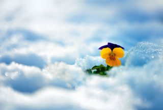 Little Yellow Flower In Snow Picture for Android, iPhone and iPad