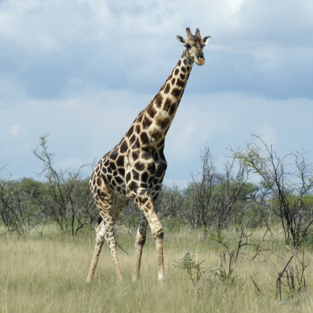 Sfondi Giraffe 1024x1024