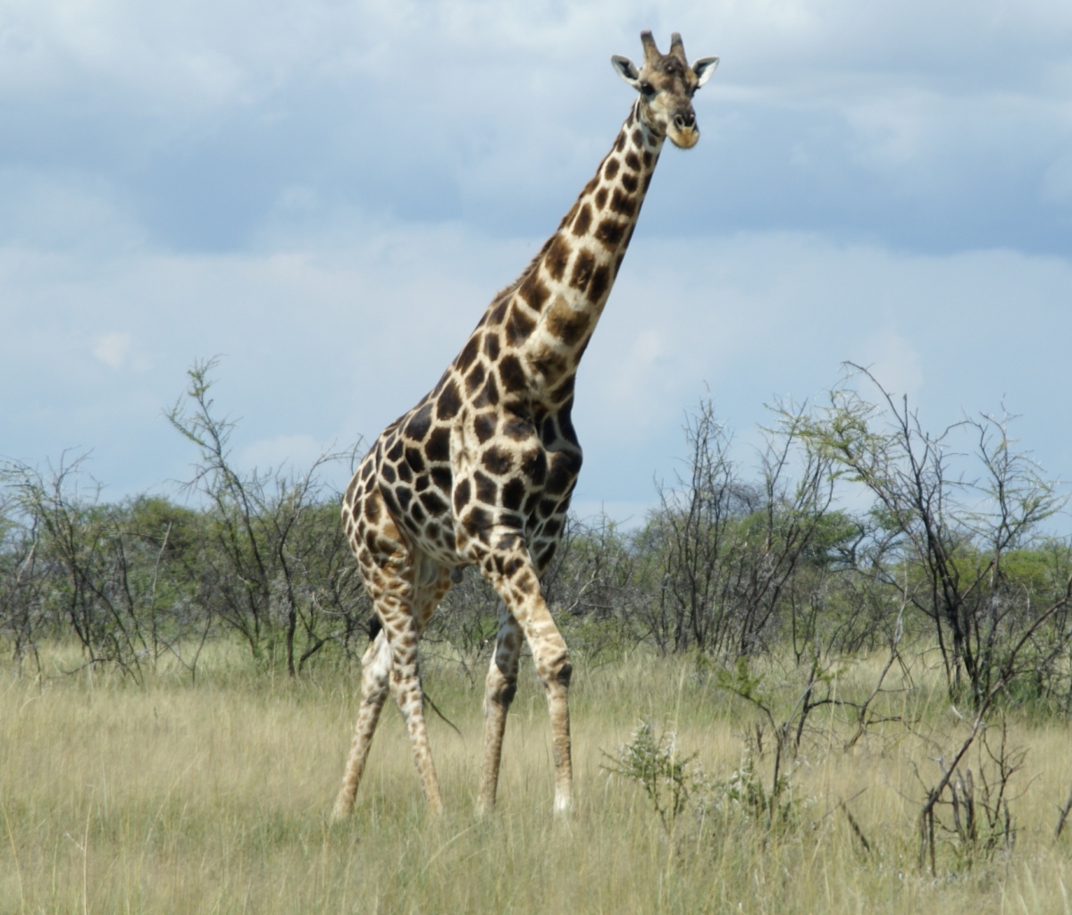 Обои Giraffe 1200x1024