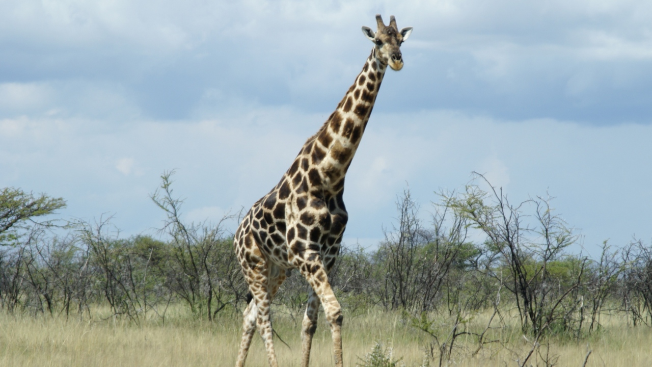 Fondo de pantalla Giraffe 1280x720