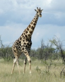 Fondo de pantalla Giraffe 128x160