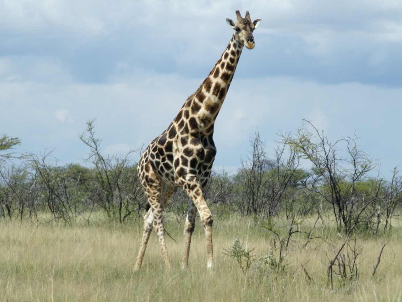 Sfondi Giraffe 1400x1050