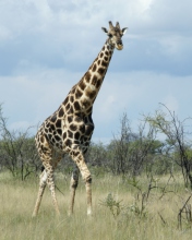 Giraffe screenshot #1 176x220
