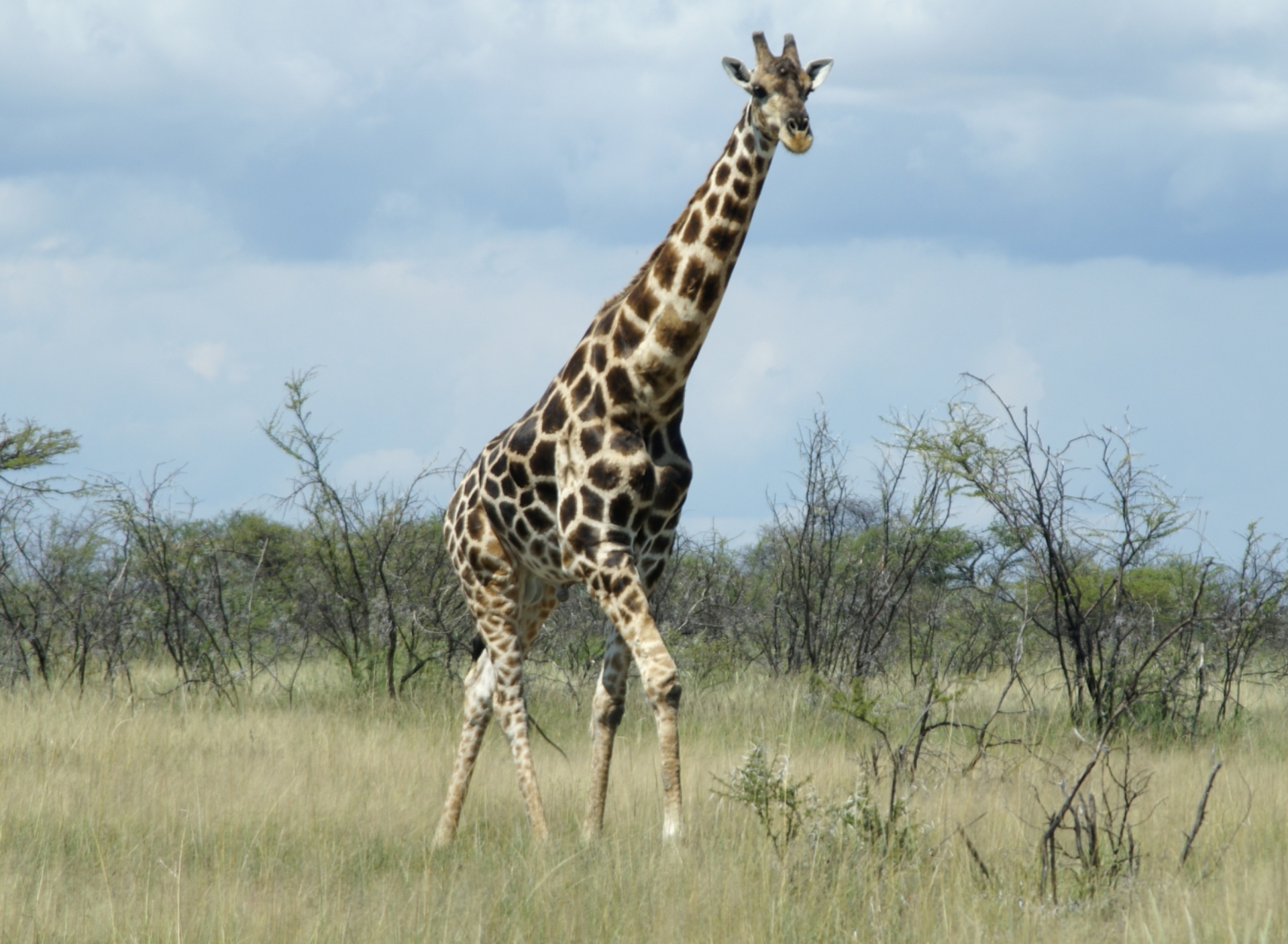 Sfondi Giraffe 1920x1408
