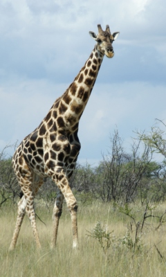 Fondo de pantalla Giraffe 240x400