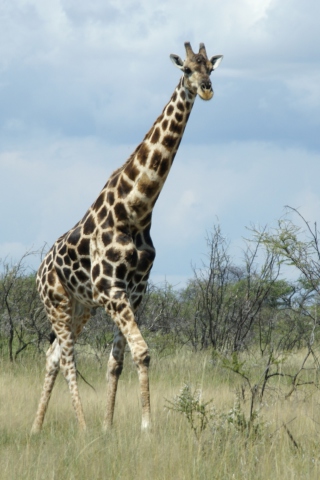 Das Giraffe Wallpaper 320x480