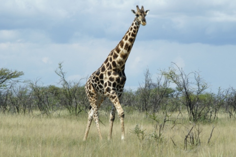 Fondo de pantalla Giraffe 480x320