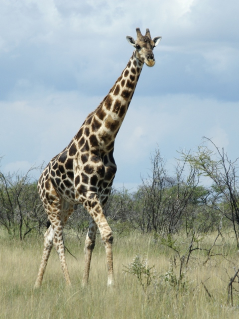 Fondo de pantalla Giraffe 480x640
