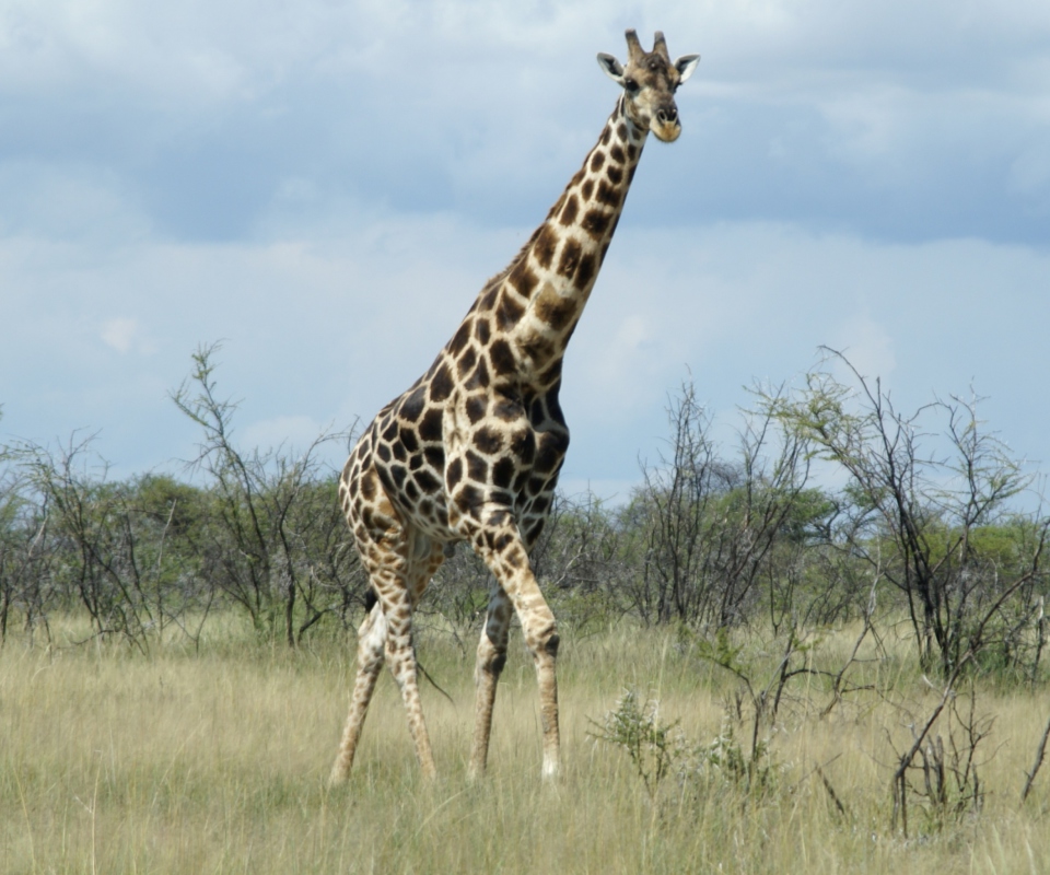 Sfondi Giraffe 960x800