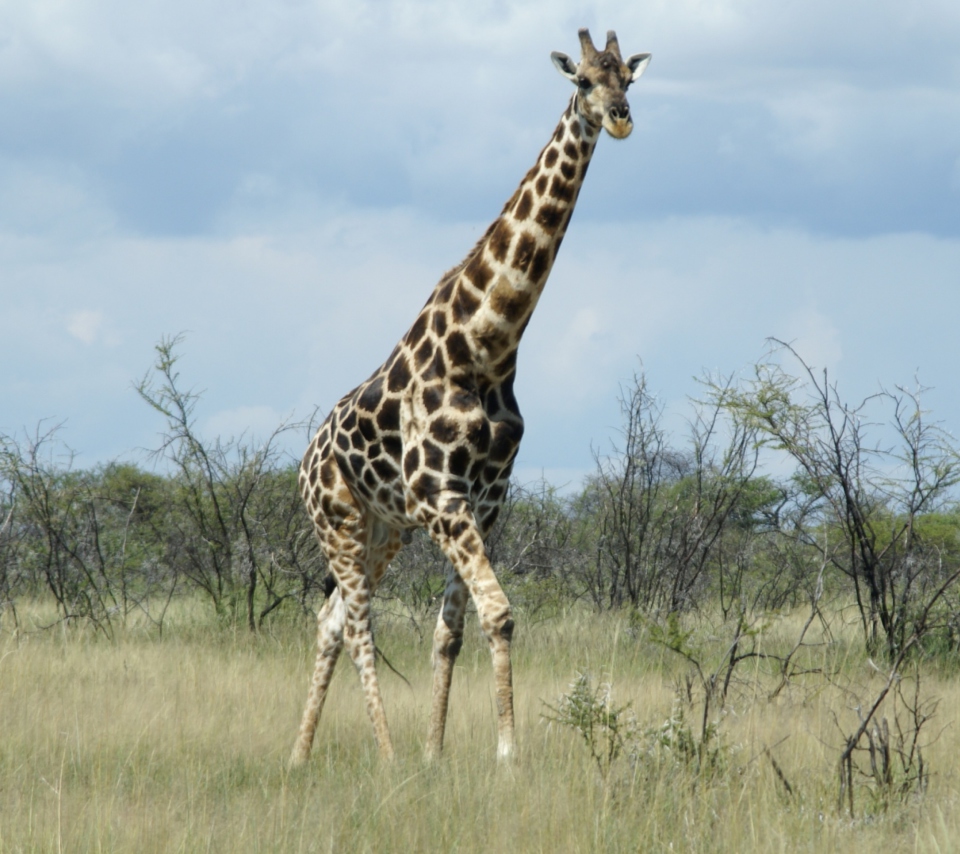 Sfondi Giraffe 960x854