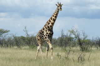 Giraffe - Fondos de pantalla gratis 