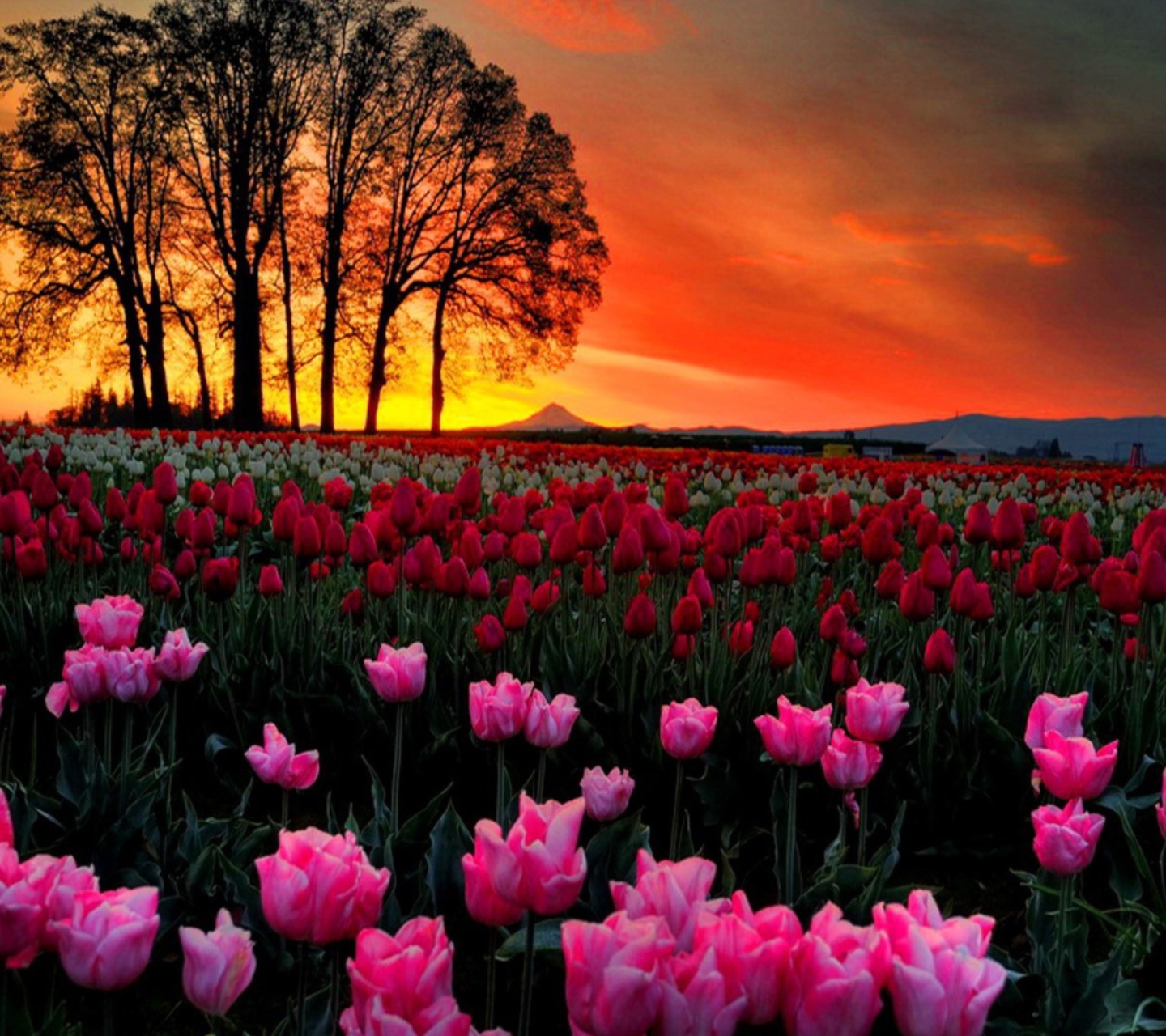 Sfondi Tulips At Sunset 1440x1280