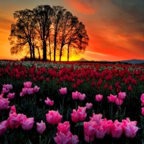 Screenshot №1 pro téma Tulips At Sunset 208x208