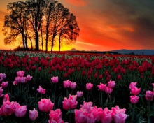 Sfondi Tulips At Sunset 220x176