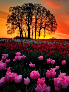 Das Tulips At Sunset Wallpaper 240x320