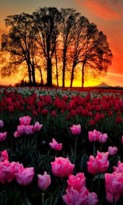 Sfondi Tulips At Sunset 240x400