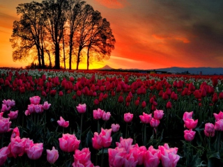 Обои Tulips At Sunset 320x240