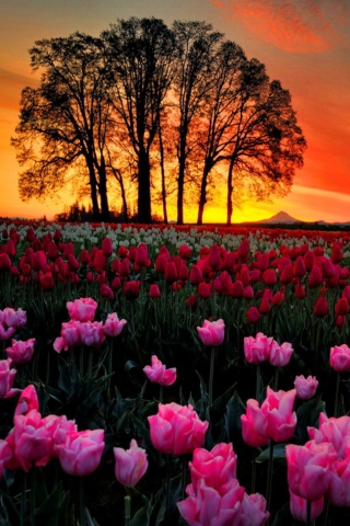 Sfondi Tulips At Sunset 320x480