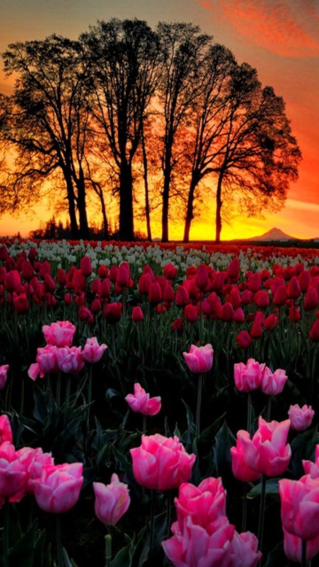 Das Tulips At Sunset Wallpaper 360x640
