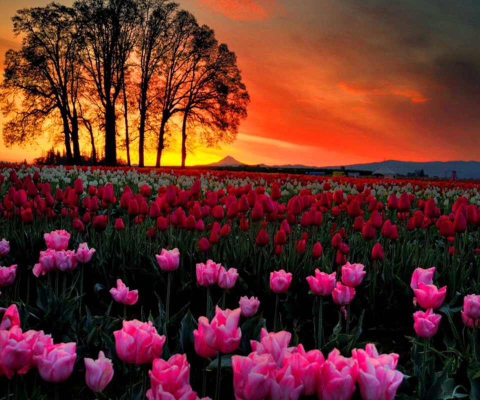 Обои Tulips At Sunset 960x800