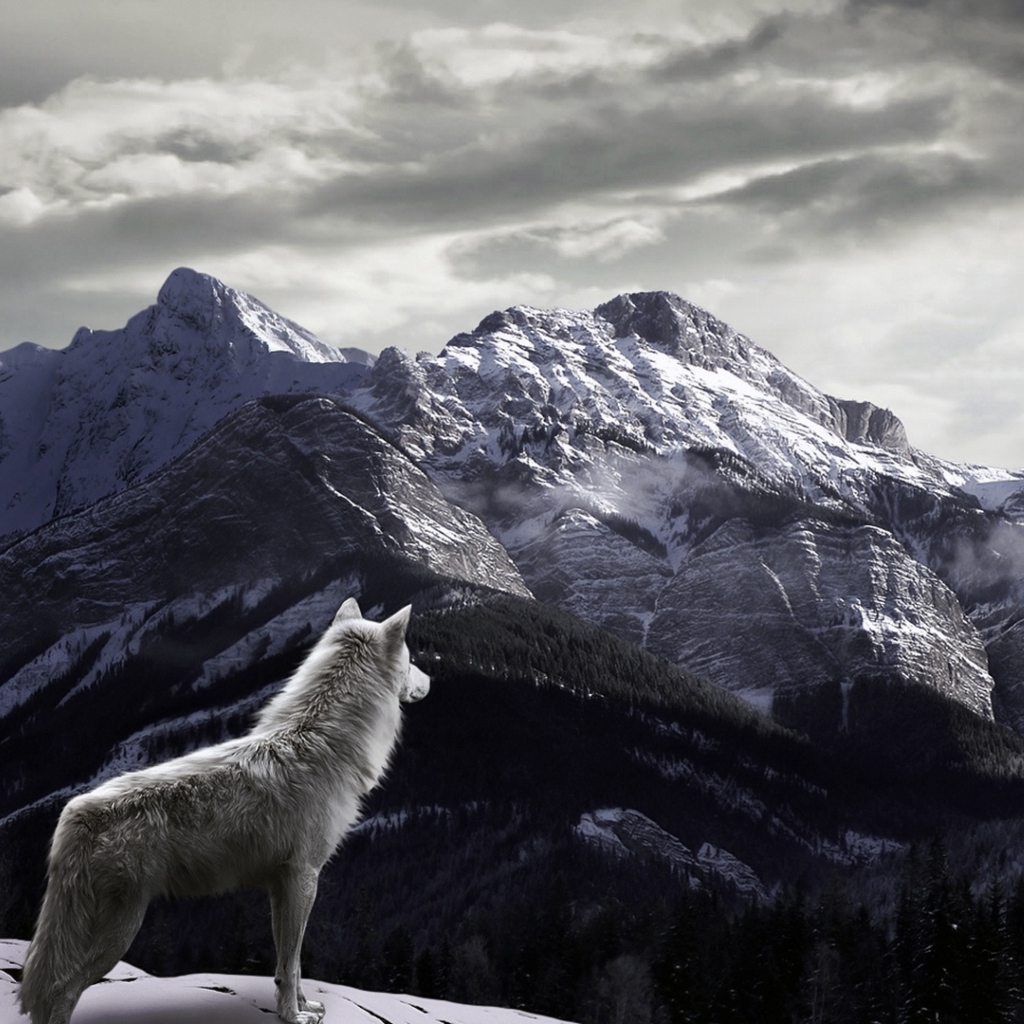 Обои White Wolf In Mountains 1024x1024
