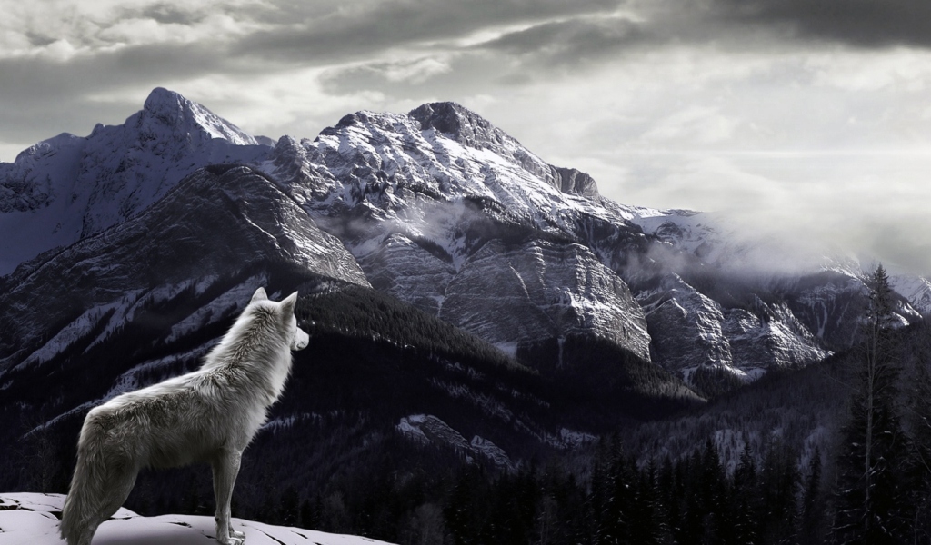 Screenshot №1 pro téma White Wolf In Mountains 1024x600