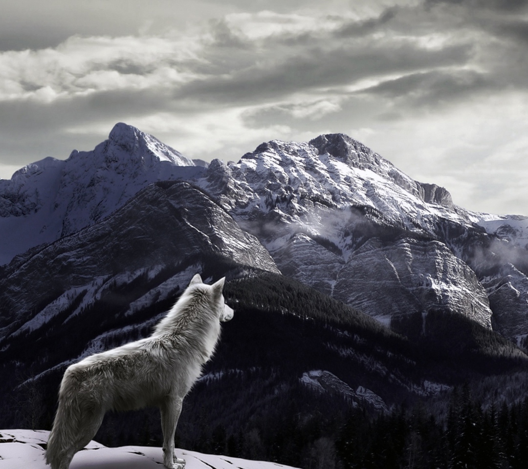 Fondo de pantalla White Wolf In Mountains 1080x960