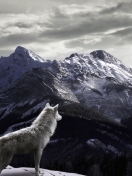 Fondo de pantalla White Wolf In Mountains 132x176