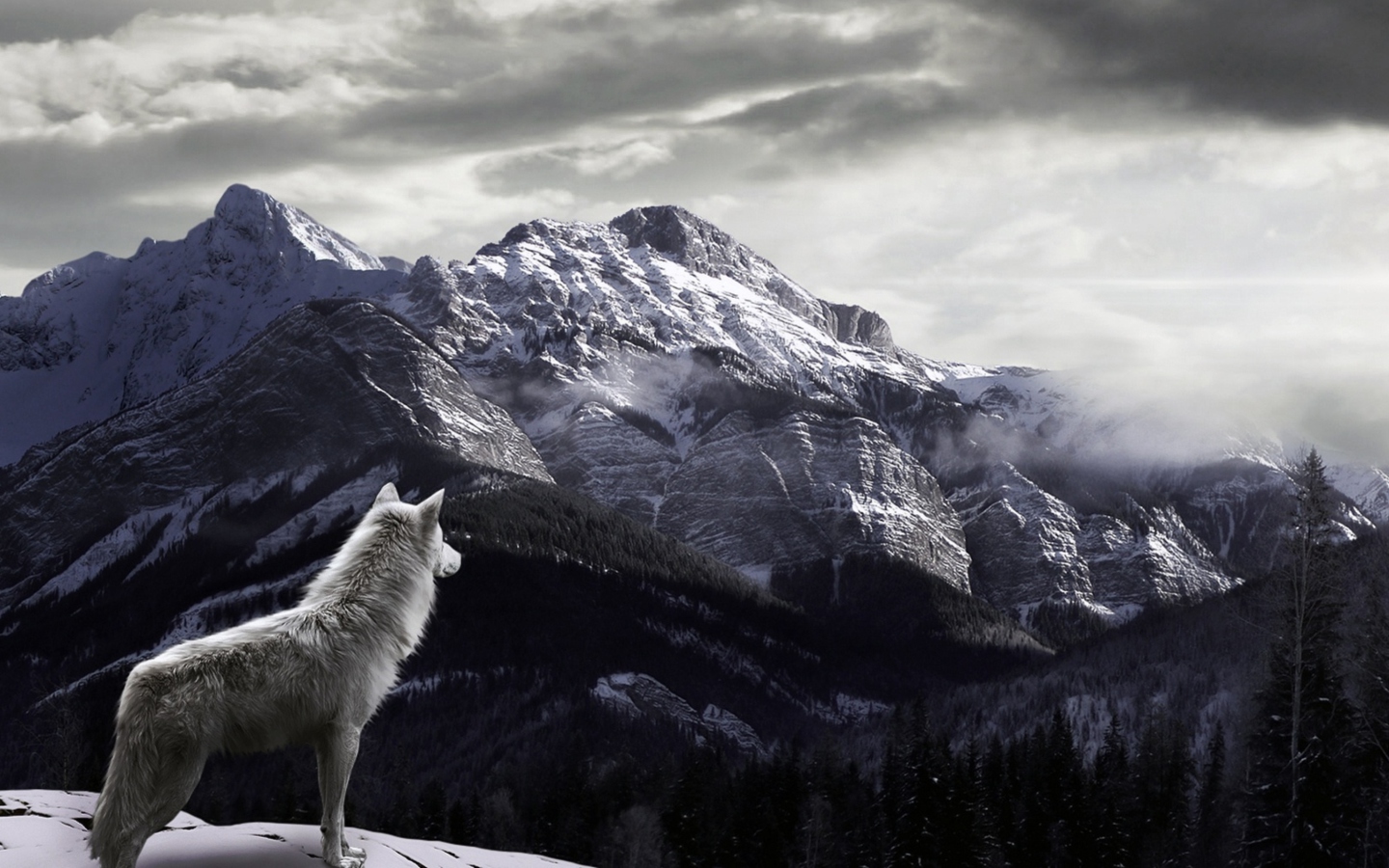Fondo de pantalla White Wolf In Mountains 1440x900