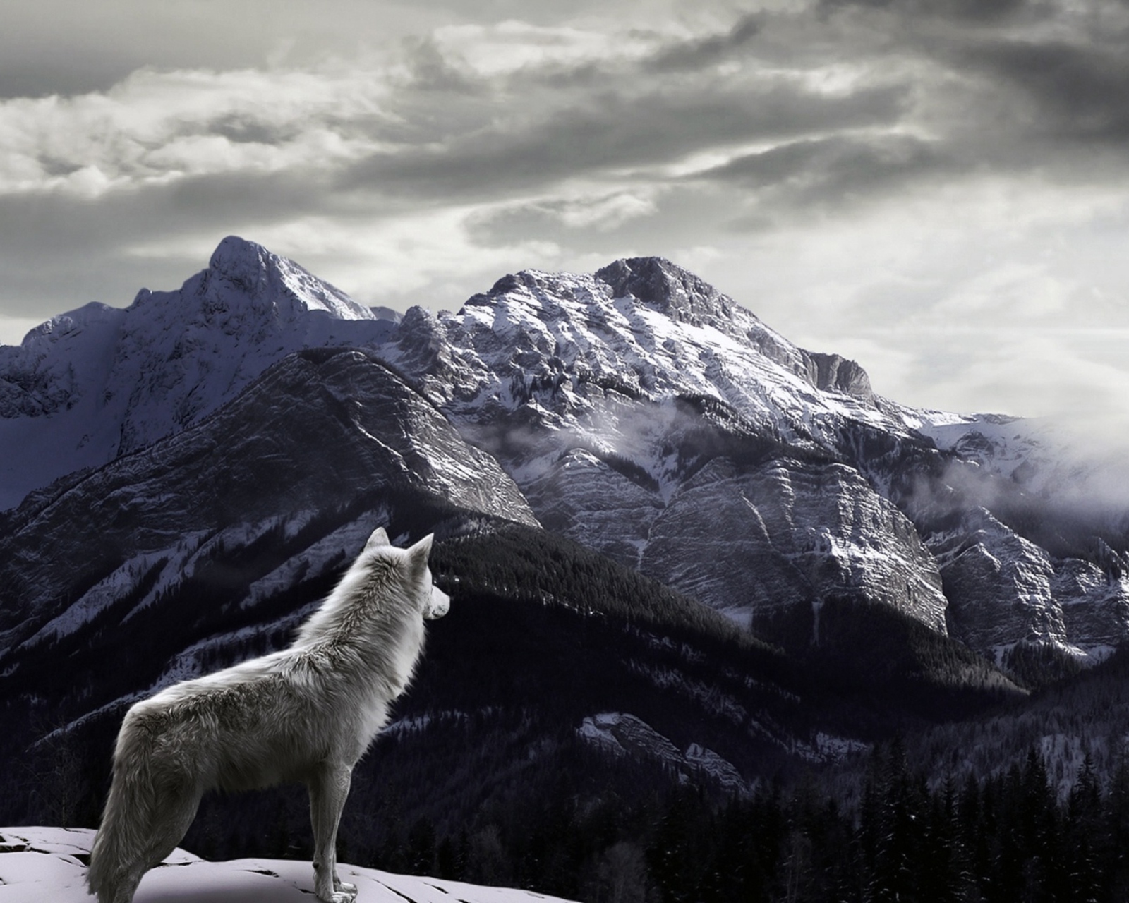 White Wolf In Mountains wallpaper 1600x1280