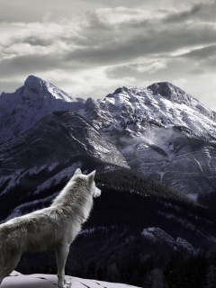 Fondo de pantalla White Wolf In Mountains 240x320