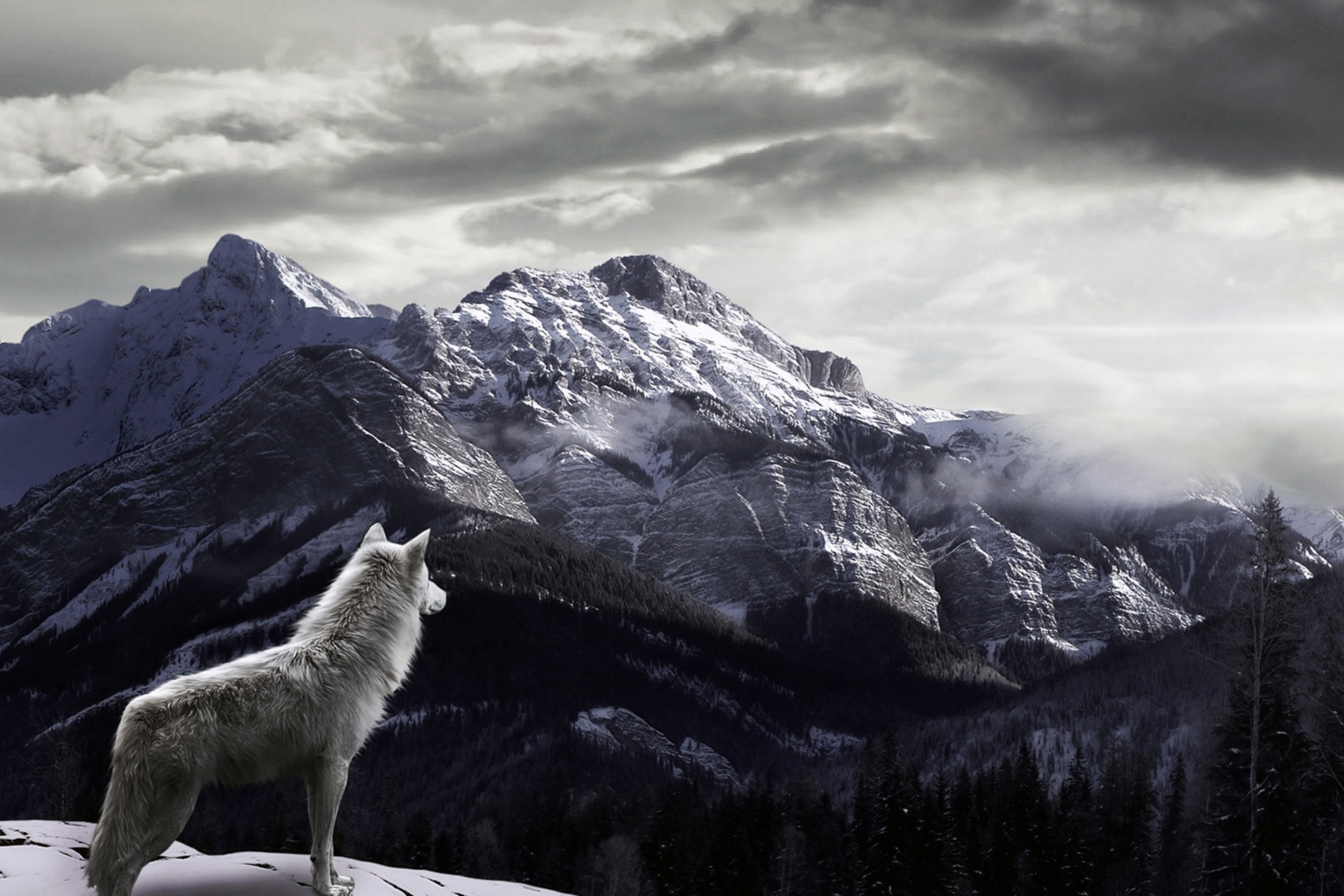 Das White Wolf In Mountains Wallpaper 2880x1920