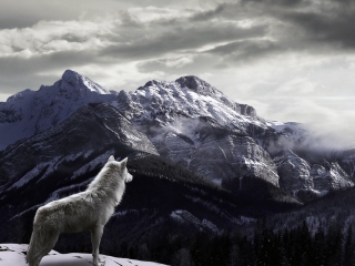 Das White Wolf In Mountains Wallpaper 320x240