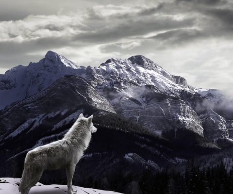 White Wolf In Mountains wallpaper 480x400
