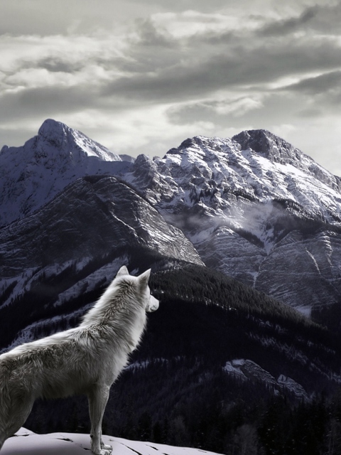 Das White Wolf In Mountains Wallpaper 480x640