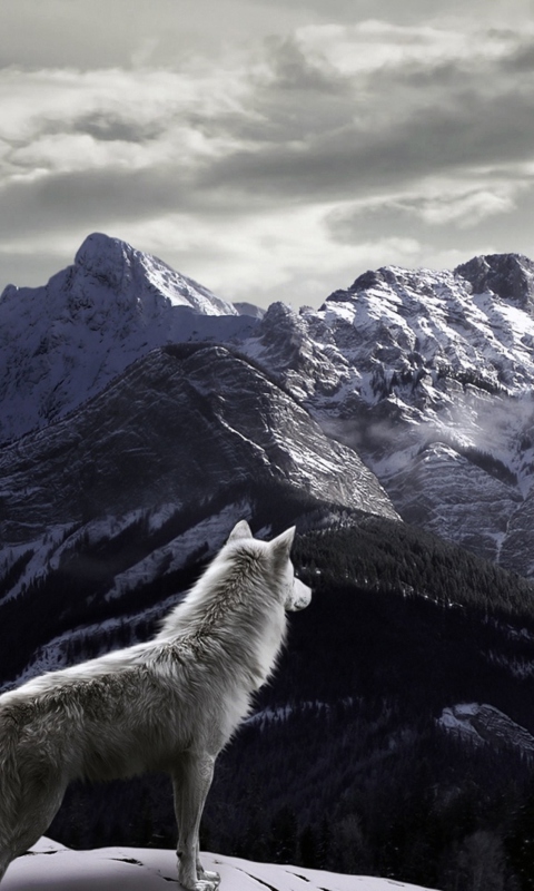 Das White Wolf In Mountains Wallpaper 480x800