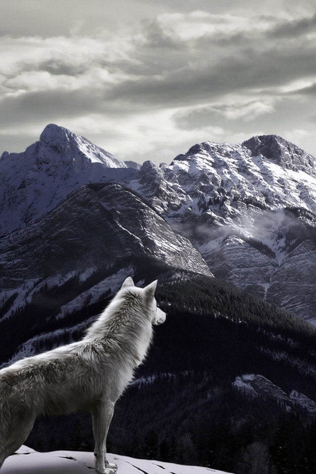 White Wolf In Mountains wallpaper 640x960