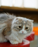 Fondo de pantalla Siberian Fluffy Cat 128x160