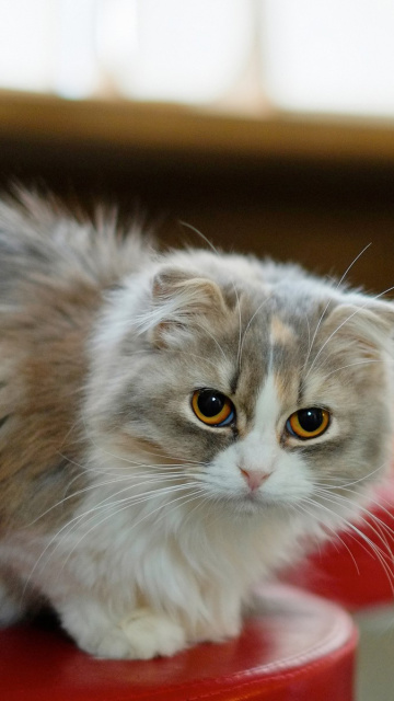 Siberian Fluffy Cat screenshot #1 360x640