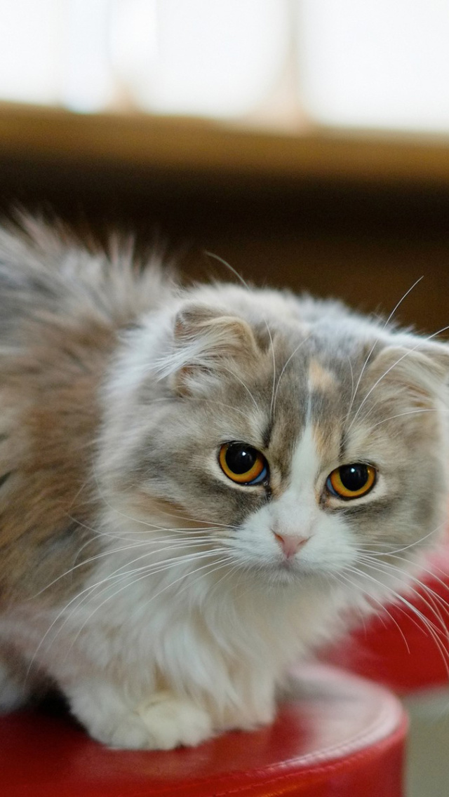 Обои Siberian Fluffy Cat 640x1136