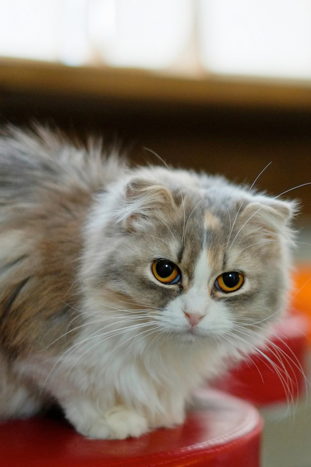 Fondo de pantalla Siberian Fluffy Cat 640x960