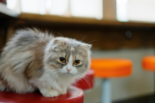 Siberian Fluffy Cat papel de parede para celular 