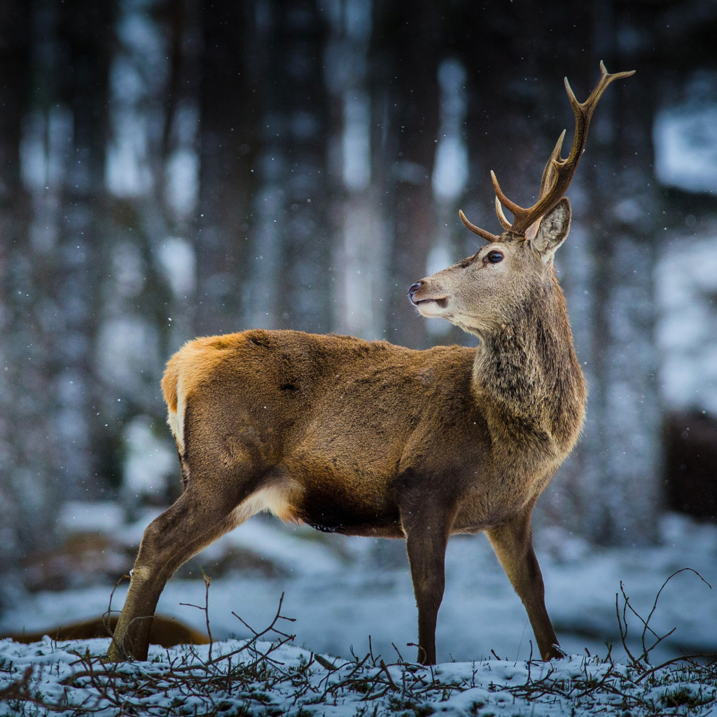 Fondo de pantalla Deer in Siberia 1024x1024