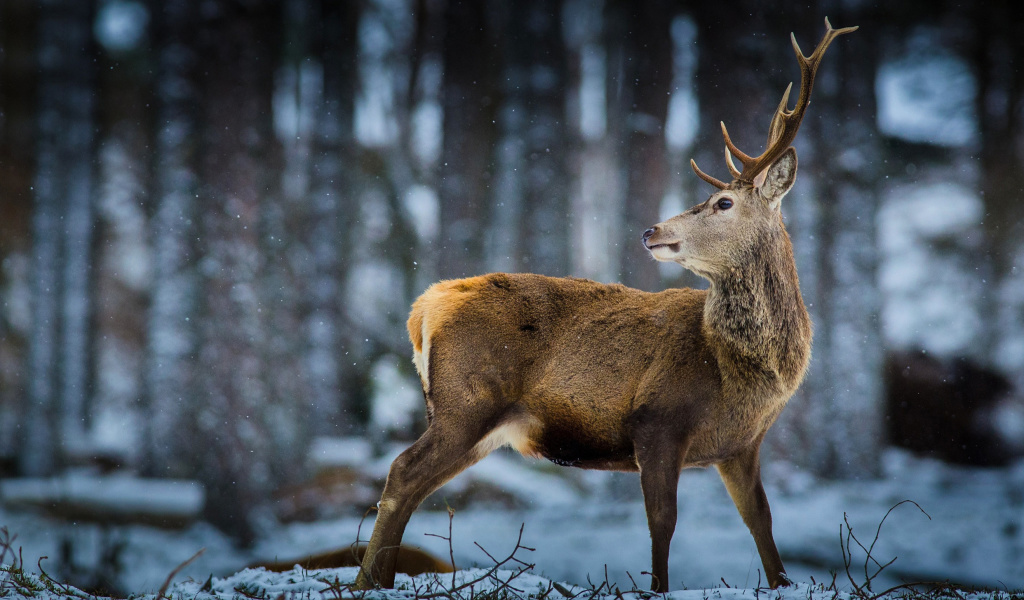 Das Deer in Siberia Wallpaper 1024x600