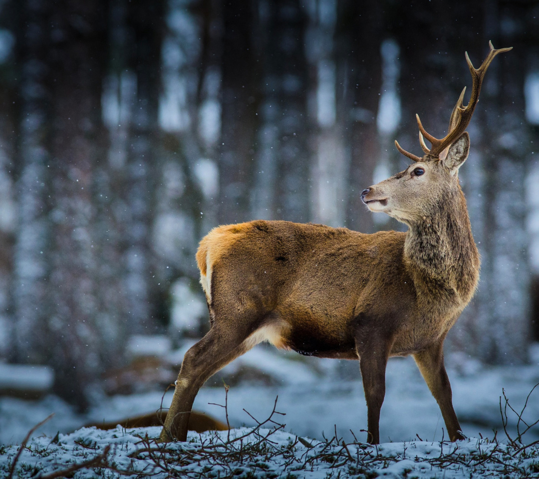 Deer in Siberia wallpaper 1080x960