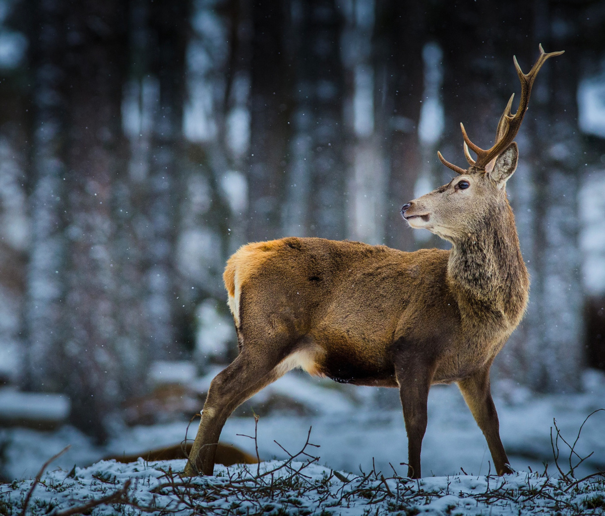 Fondo de pantalla Deer in Siberia 1200x1024