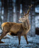 Sfondi Deer in Siberia 128x160